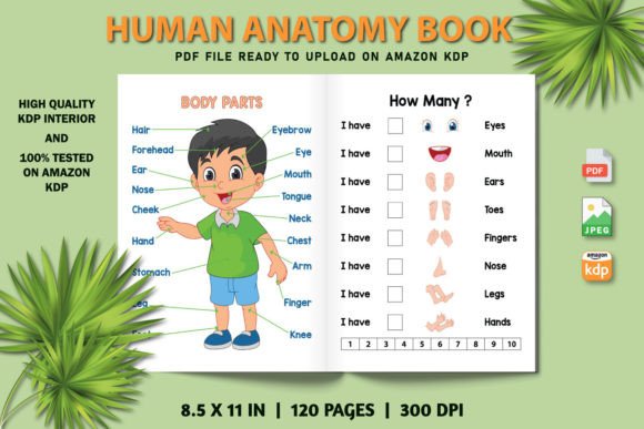 Human Body Parts Name KDP Interior